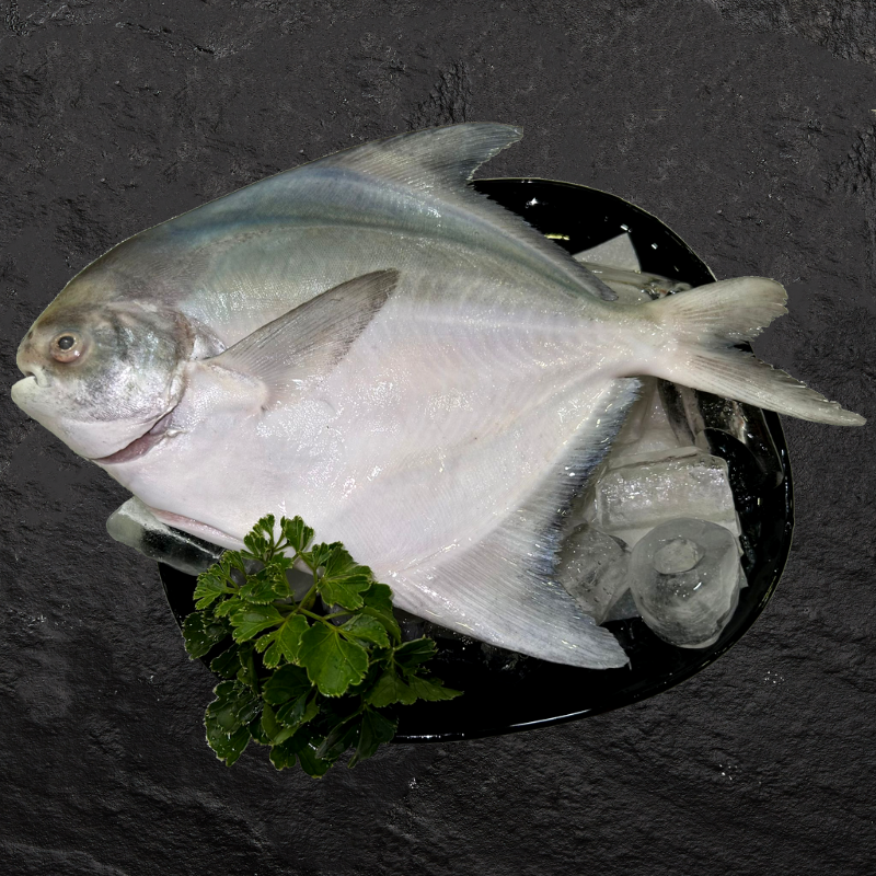 Chinese Pomfret (400-600g)