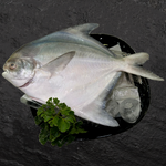 Chinese Pomfret (400-600g)